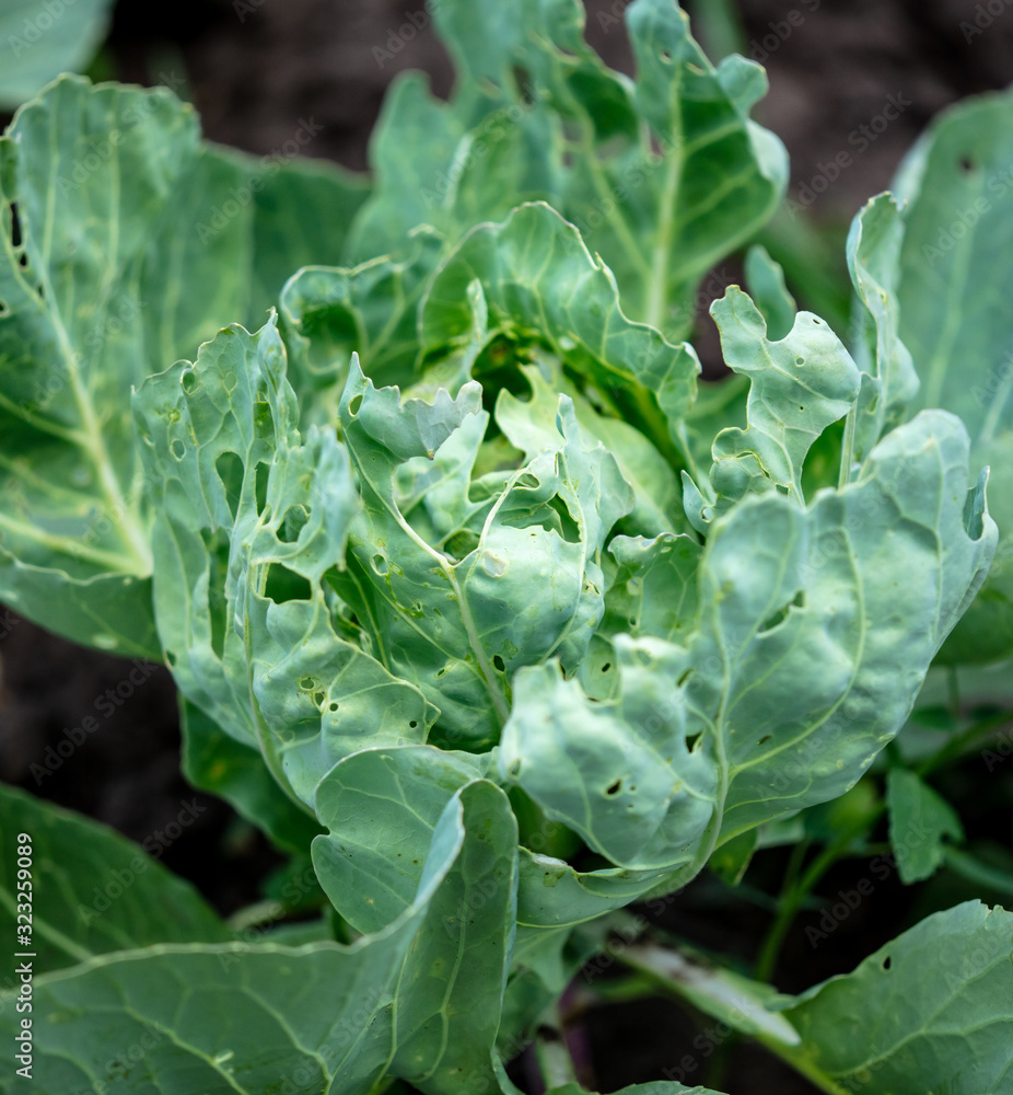Sick cabbage eaten by insects. Sick cabbage eaten by insects.