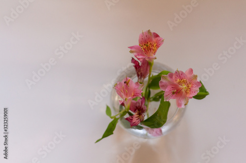 small bouquet of 3 pink astromeria flowers in a glass vase photo