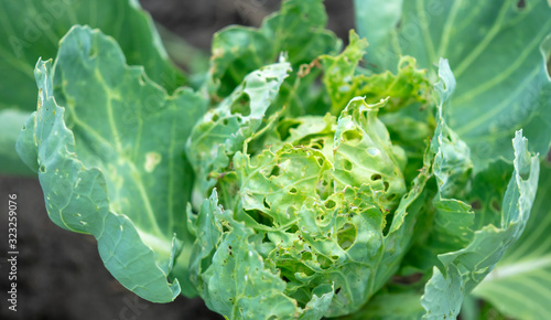 Fotografi Sick cabbage eaten by insects.