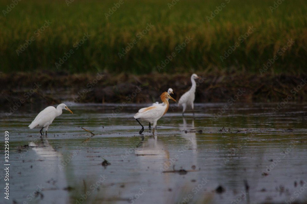 Catlle egret is looking for food in the fields Catlle egret is looking for food in the fields