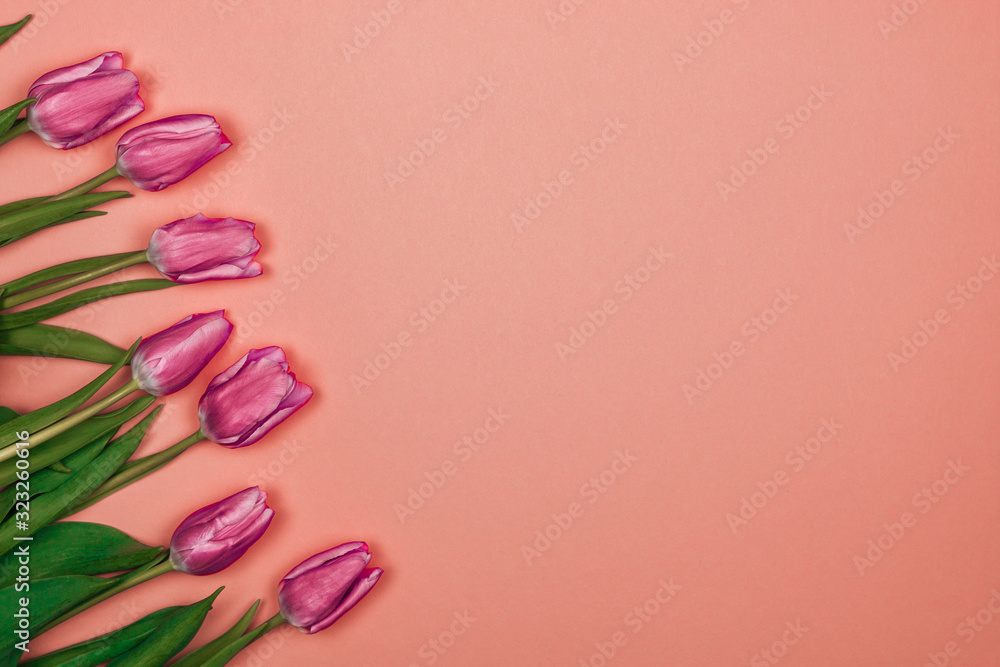 women's day card. seven pink tulips on pink background from left side