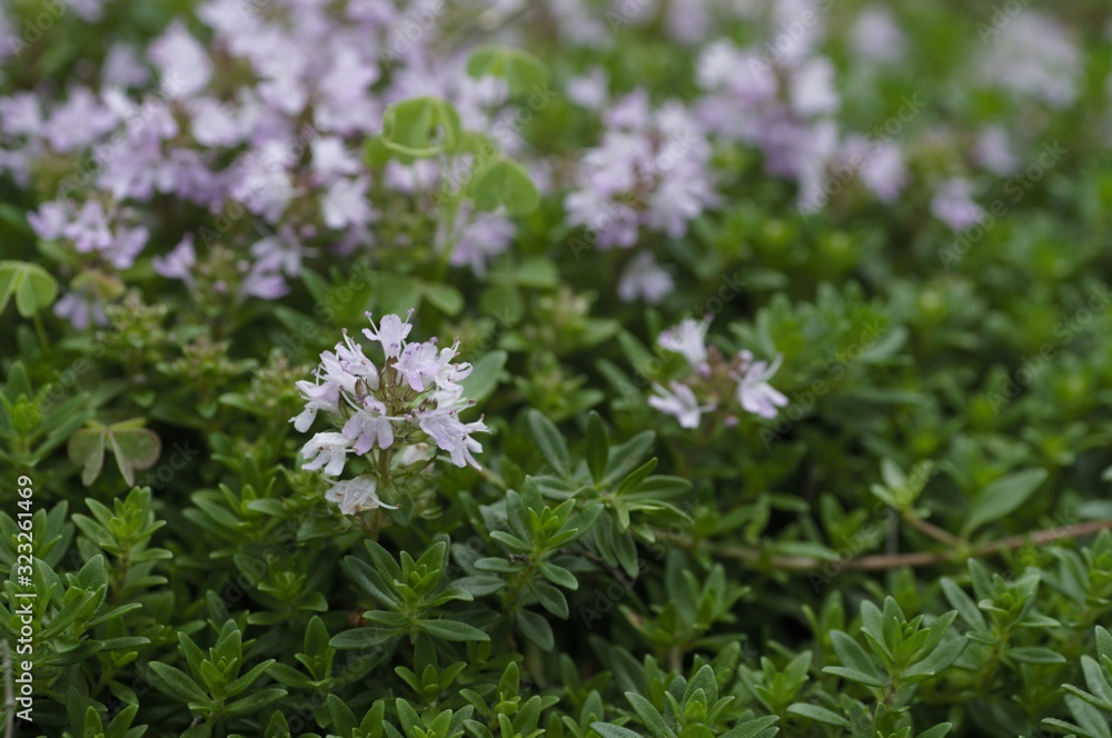 korea wild plants flower macro photograph korea wild plants flower macro photograph