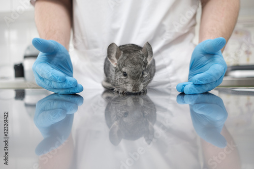 rodent in the hands of a doctor.