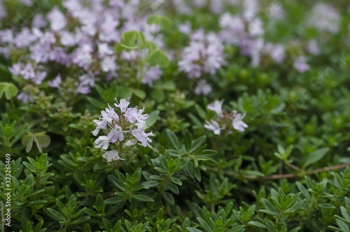 korea wild plants flower macro photograph