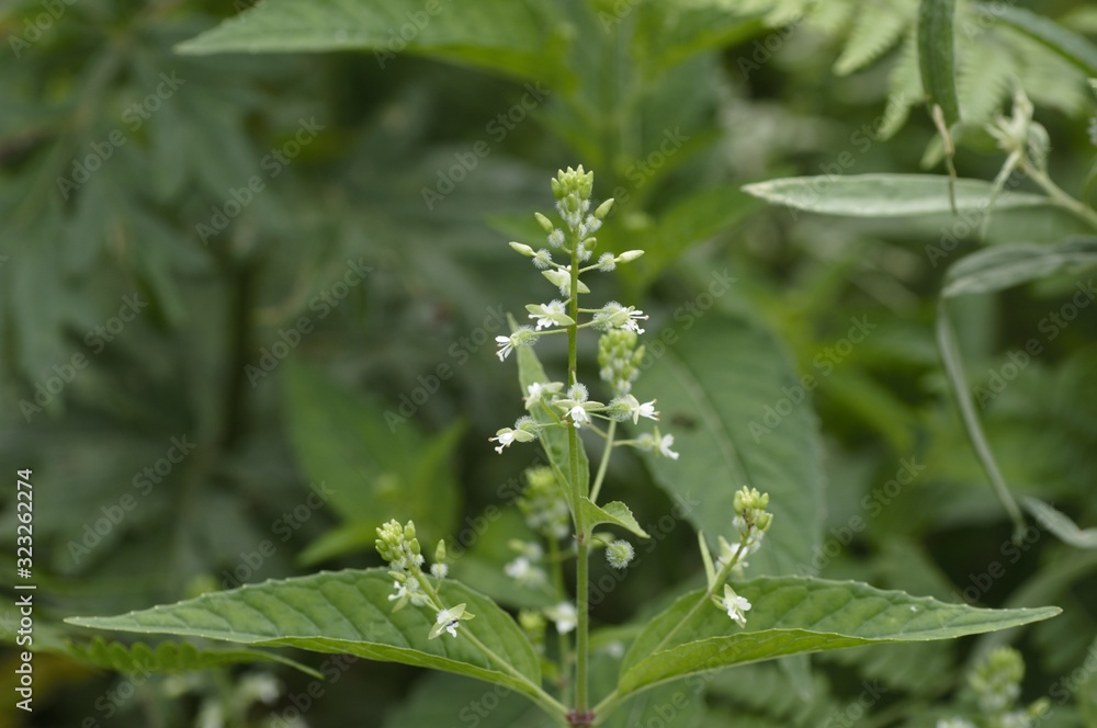 korea wild plants flower macro photograph korea wild plants flower macro photograph