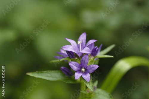 korea wild plants flower macro photograph