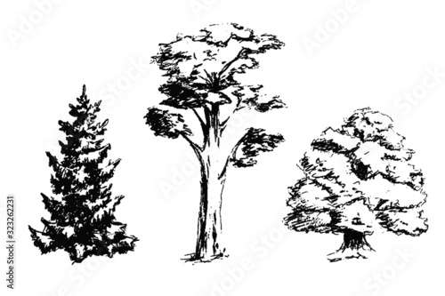 Vector hand drawn forest trees illustration in sketch style