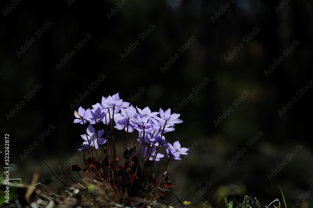 Obraz premium korea wild plants flower macro photograph