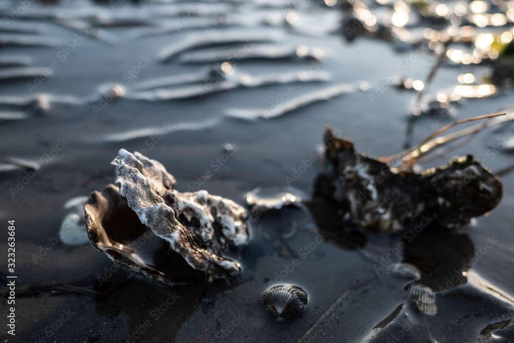 Auster bei Ebbe im Watt