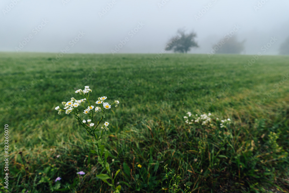 Detail shot of a bright white flowers in a misty landscape. White flowers on a green meadow in a misty hilly landscape. Detail shot of a bright white flowers in a misty landscape. White flowers on a green meadow in a misty hilly landscape.