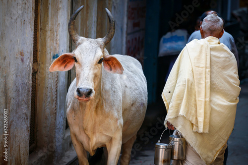 holy cow in the streets of Varanasi