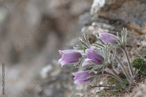 korea wild plants flower macro photograph