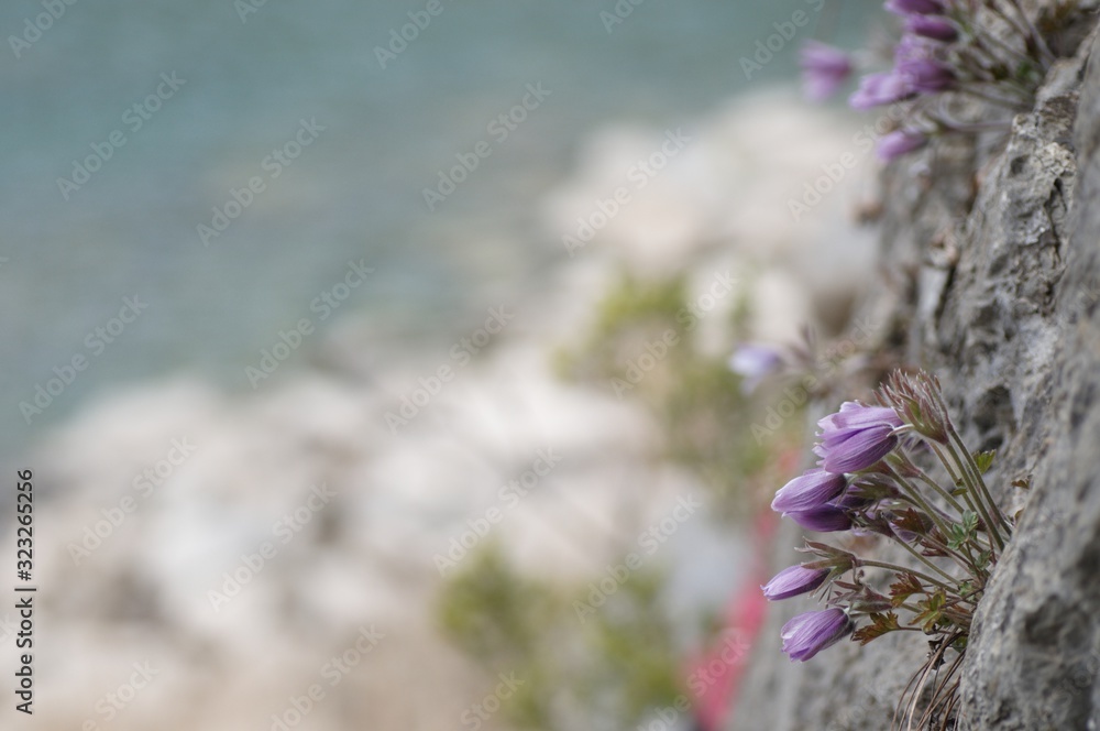 korea wild plants flower macro photograph korea wild plants flower macro photograph