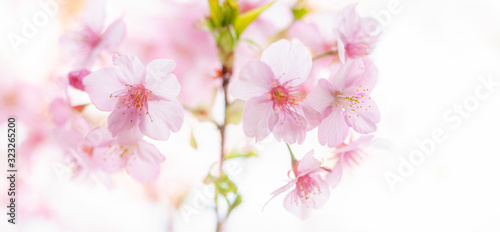 満開の河津桜 白背景 マクロ © lemacpro
