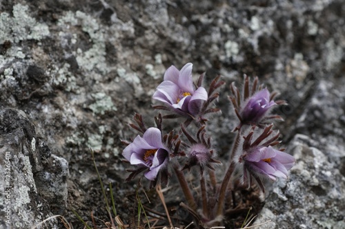 Fototapeta Naklejka Na Ścianę i Meble -  korea wild plants flower macro photograph