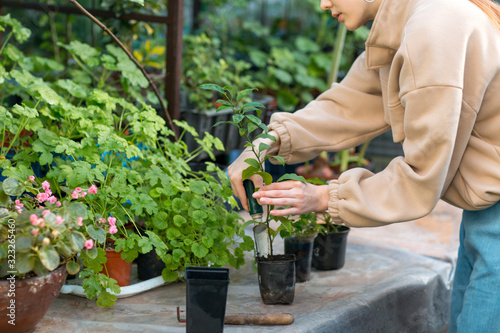 Woman home gardening plants in greenhouse