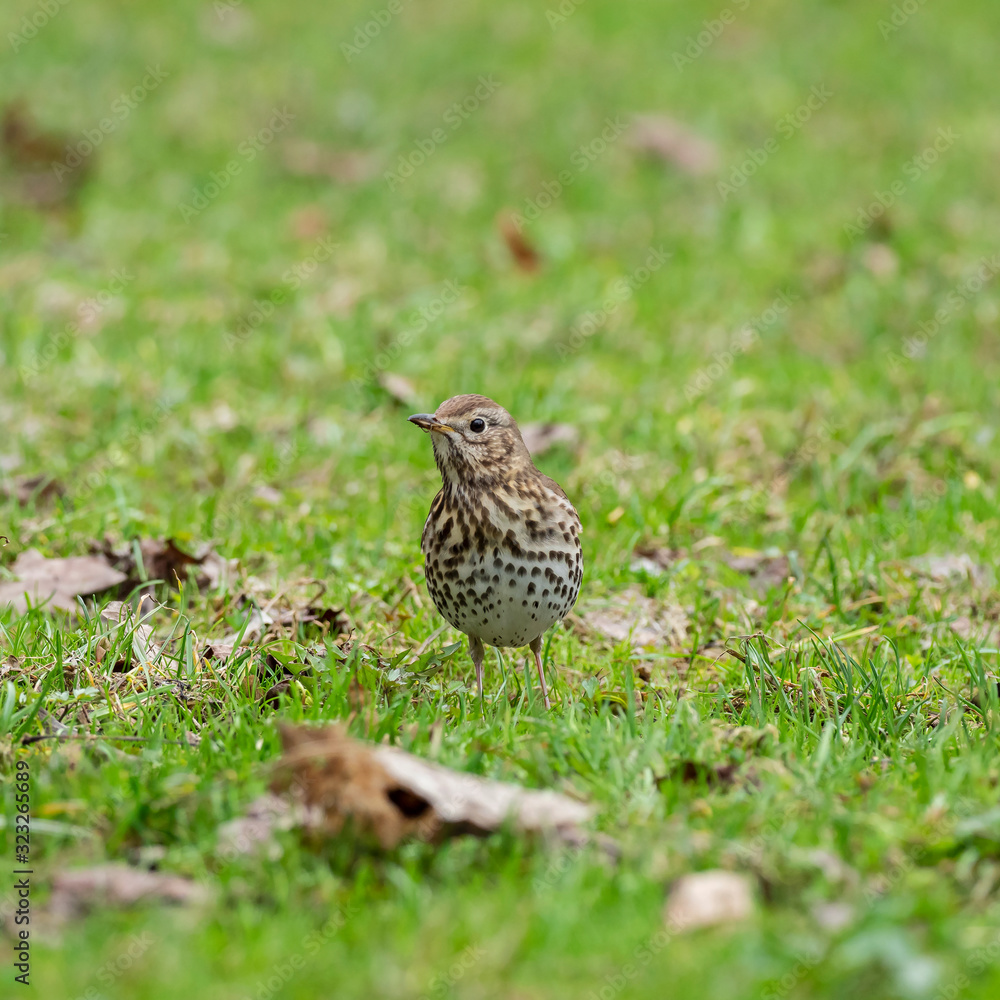 The song thrush (Turdus philomelos) is a thrush that breeds across much of Eurasia. The song thrush (Turdus philomelos) is a thrush that breeds across much of Eurasia.