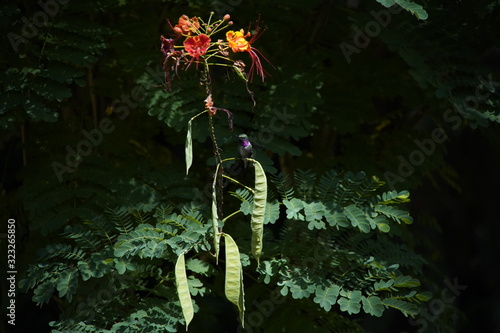 Amethyst Woodstar Hummingbird in nature photo