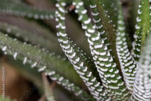Wallpaper Mural Selective focus on white and green cactus plant Torontodigital.ca