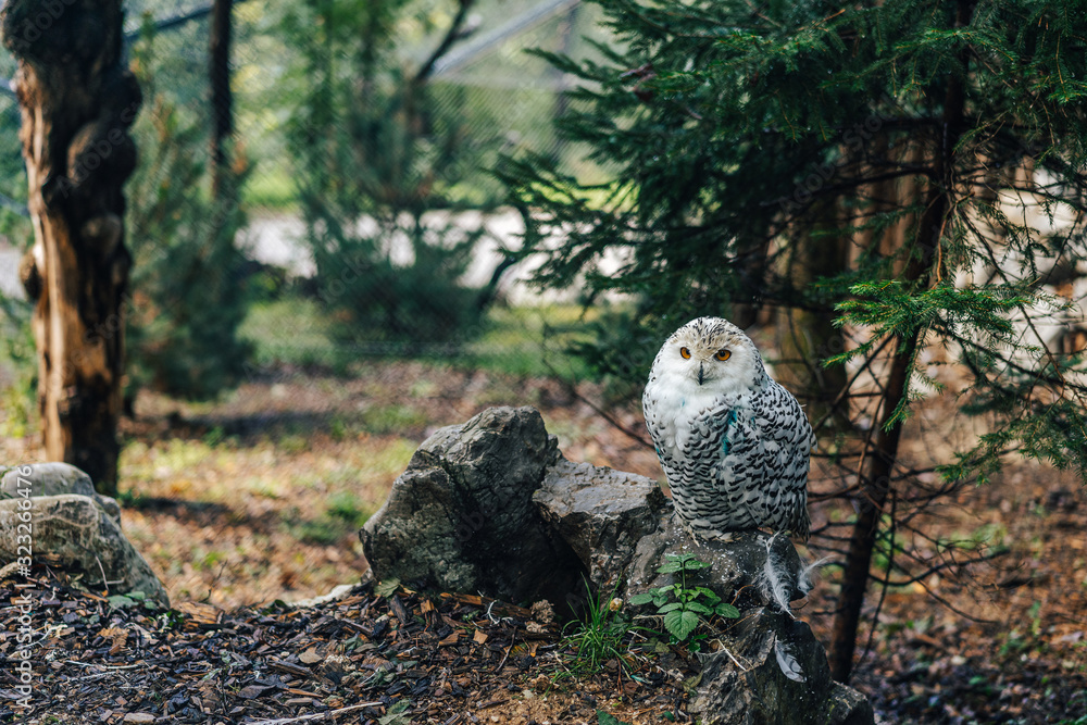 Close up detail shot of snowy owl (Bubo scandiacus) sitting on a stone or ground full of fallen leaves. White owl looking to the camera. Close up detail shot of snowy owl (Bubo scandiacus) sitting on a stone or ground full of fallen leaves. White owl looking to the camera.
