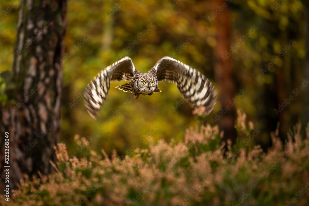 Obraz premium The Eurasian eagle-owl flying in the forest in the mountains low tatra