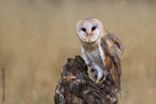 Magnificent Barn Owl perched on a stump in the forest (Tyto alba) . Western barn owl in the nature habitat.