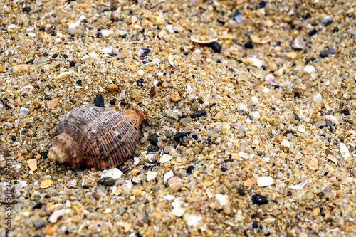 One spiral sea shell lies on the sand. Summer beach vacation.