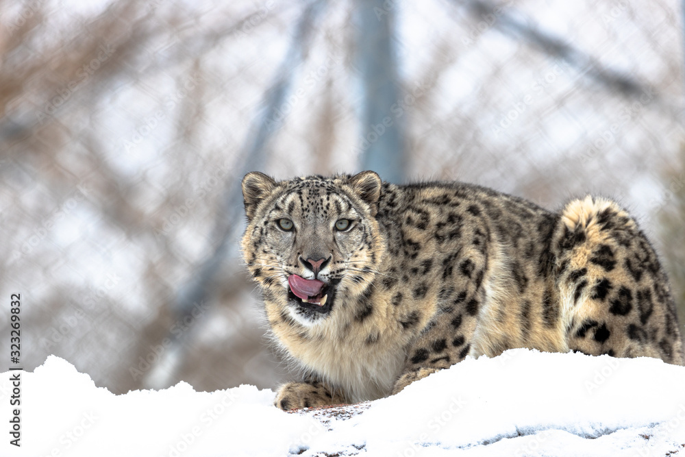 Fototapeta premium lynx in the snow