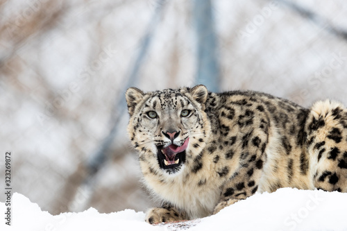 leopard in the snow © nur