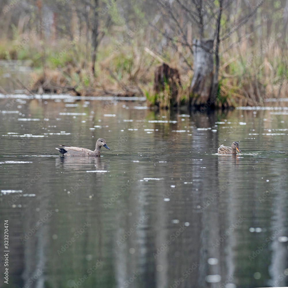   Gadwall in a typical breeding ecosystem. The gadwall is a common and widespread dabbling duck in the family Anatidae.