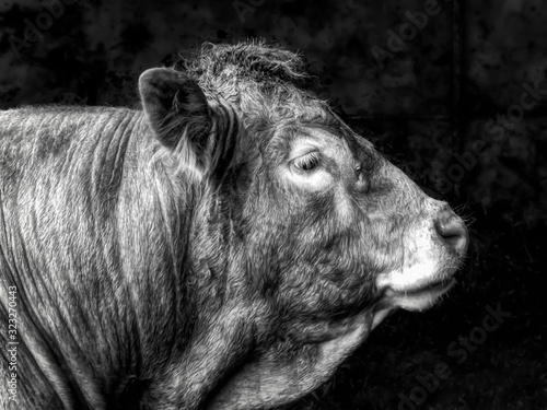 Pedigree limousin bull portrait