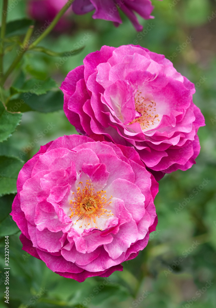Pink and Blue Roses - Rosa Wild Blue Yonder Pink and Blue Roses - Rosa Wild Blue Yonder