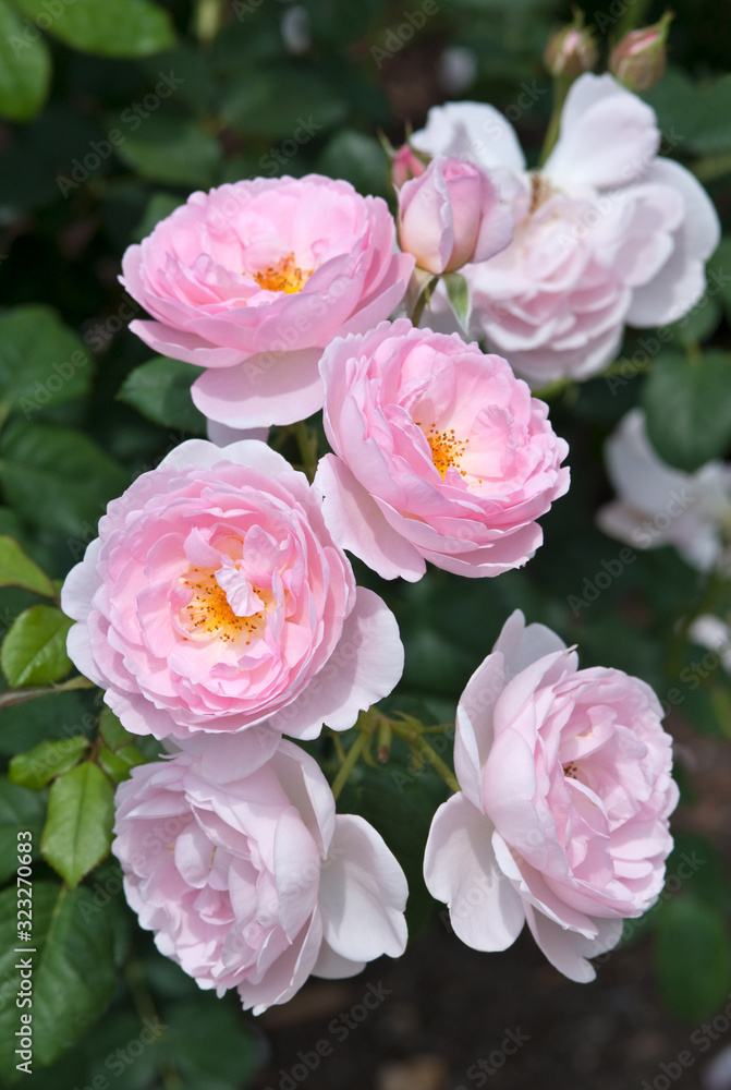 David Austin English Pink Roses - Rosa Scepter'd Isle David Austin English Pink Roses - Rosa Scepter'd Isle
