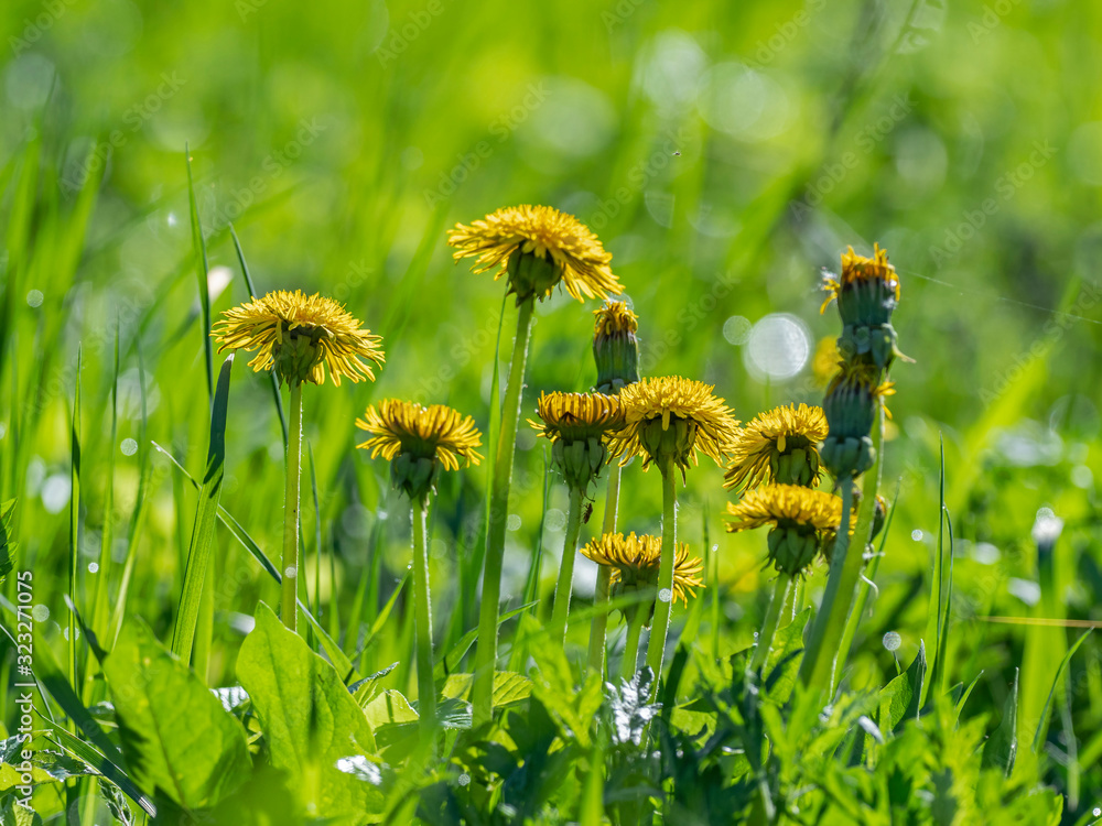 Fototapeta premium Yellow dandelion flowers with leaves in green grass, spring photo. Yellow dandelion flowers (Taraxacum officinale). Dandelions field background on spring sunny day. Blooming dandelion.
