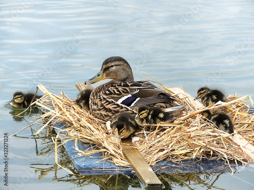 Female mallard duck (Anas platyrhynchos) on a straw raft with six ducklings