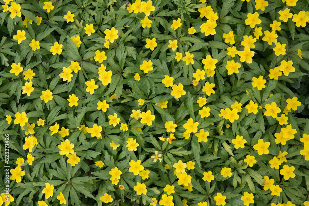 First flowers in springtime: Eranthis hyemalis. Eranthis hyemalis is a plant found in Europe, which belongs to the family Ranunculaceae. The plant is small, it has large, yellow, cup-shaped flowers. First flowers in springtime: Eranthis hyemalis. Eranthis hyemalis is a plant found in Europe, which belongs to the family Ranunculaceae. The plant is small, it has large, yellow, cup-shaped flowers.