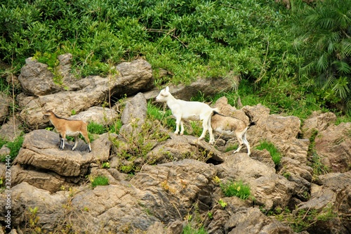 Goats climbing