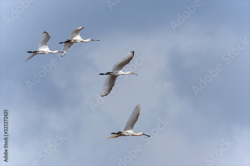 Rare spoonbill birds in flight over Norfolk UK