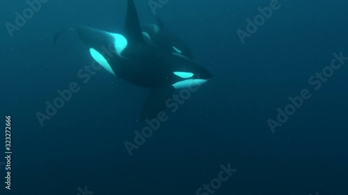 orcas, killer whales hunting for herrings in the fjords of Norway