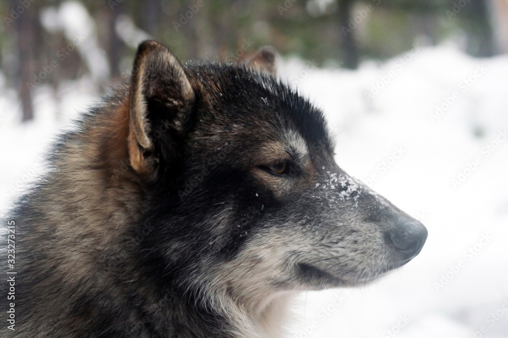 Fototapeta premium Siberian hunting sled dog Laika, Siberia, Russia