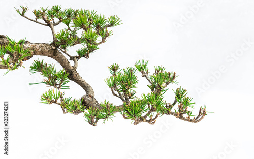 A close-up of the branches of a pine bonsai isolated on white background. photo