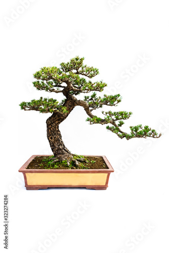 Chinese Pine and cypress Bonsai tree isolated on white background.