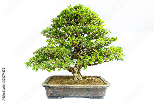 The cherry bonsai tree isolated on white background.