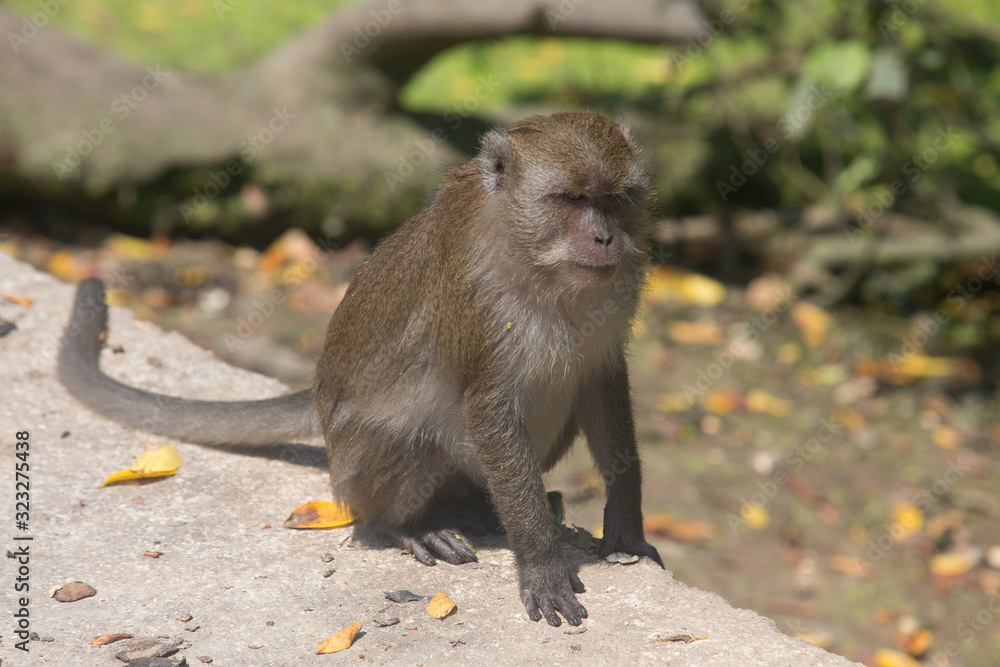Portrait of macaque monkey in thailand