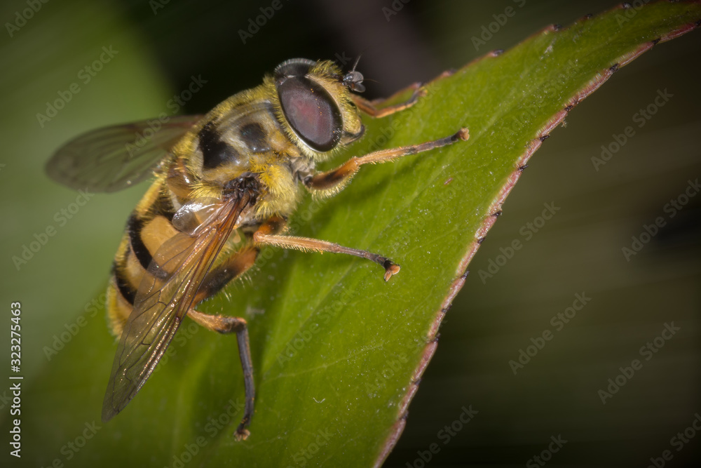 Batman Hoverfly Batman Hoverfly