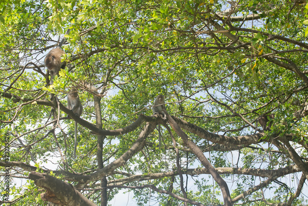 Portrait of macaque monkey in thailand Portrait of macaque monkey in thailand