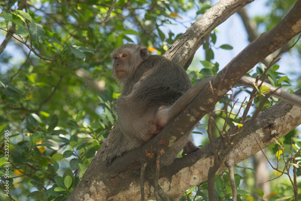 Portrait of macaque monkey in thailand Portrait of macaque monkey in thailand