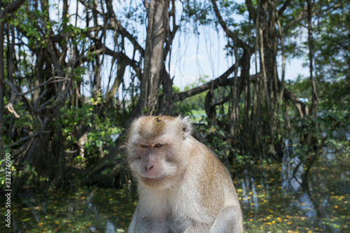 Portrait of macaque monkey in thailand