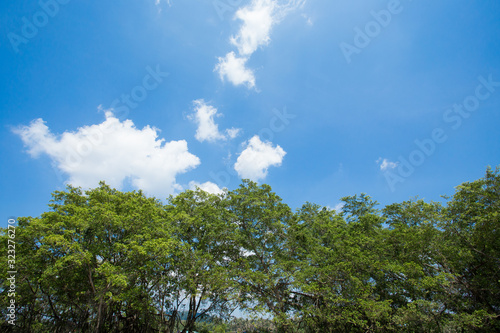 beautiful trees and blue sky in thailand 