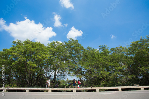 Beautiful tree and sky in thailand ,Suratthani